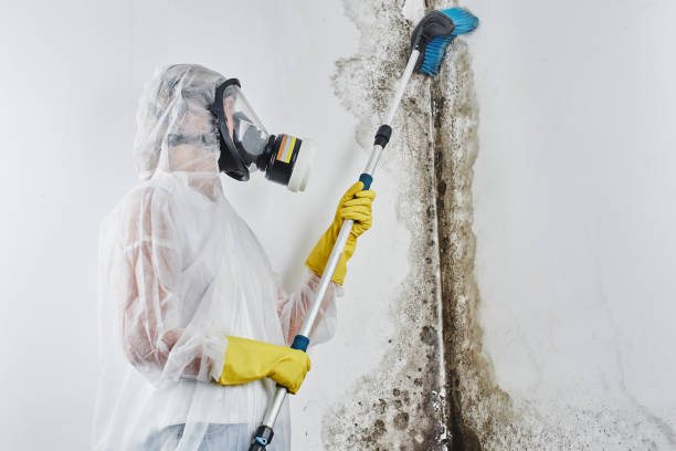 Best Office Mold Removal Services  in High Point, NC