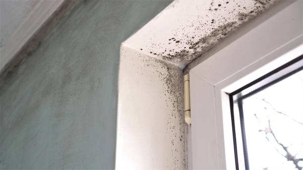 Best Mold Damage Repair  in High Point, NC