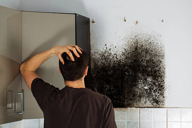 High Point, NC Mold Removal Company