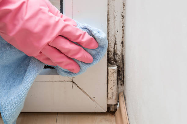 Best Black Mold Removal  in High Point, NC