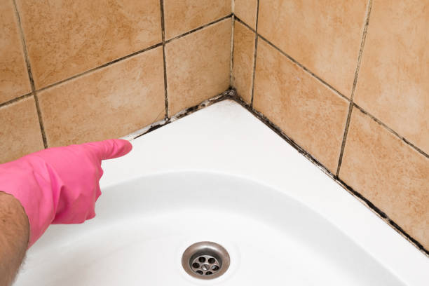 Best Emergency Mold Removal  in High Point, NC